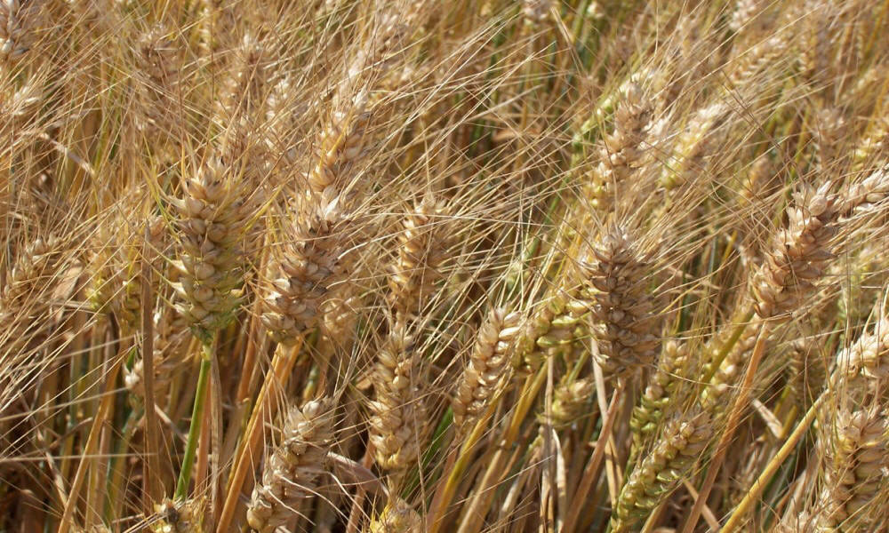 allevamento di segale invernale frumento triticale orzo avena piselli favino veccia erba medica erbe