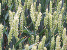 allevamento di segale invernale frumento triticale orzo avena piselli favino veccia erba medica erbe